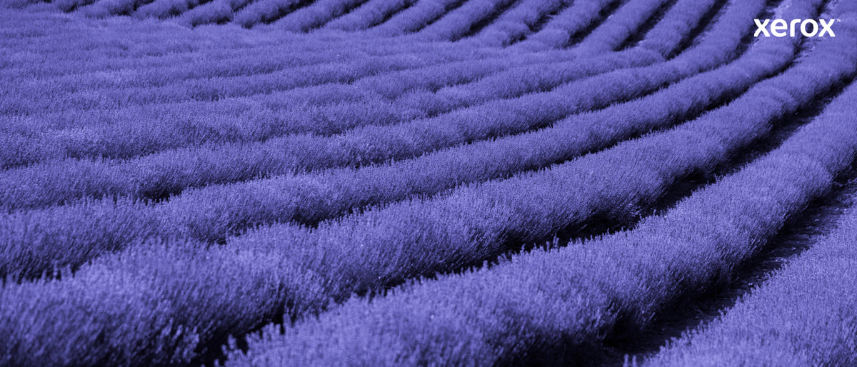 Xerox Genuine ® C230 Color Printer/C235 Color Multifunction Printer Black High capacity Toner Cartridge (3000 Pages) - 006R04391